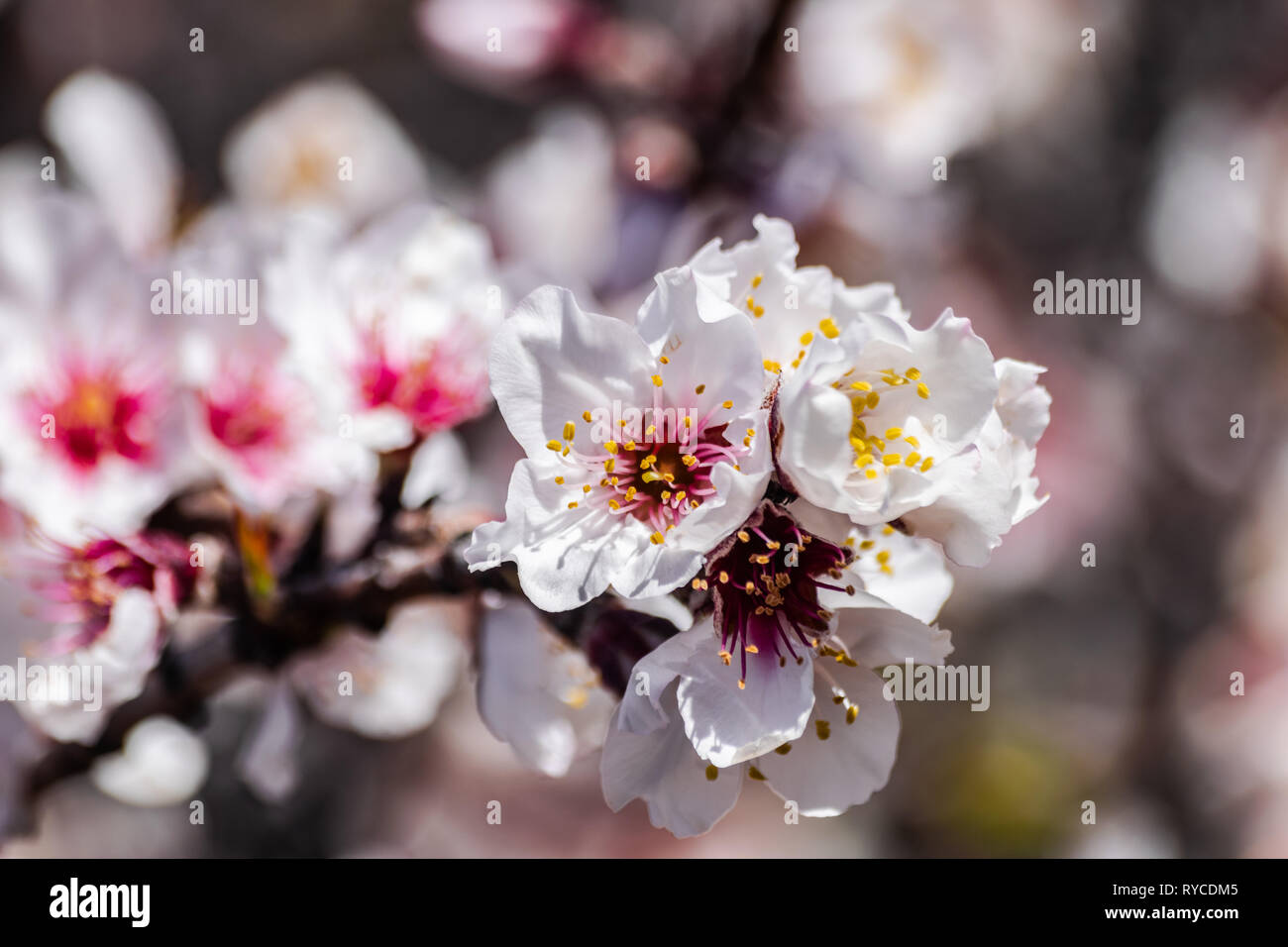Almond flowers (prunus dulcis) blooming Stock Photo