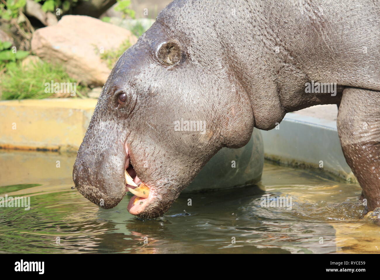 Pygmy hippopotamus. Blijdorp zoo in the Netherlands Stock Photo