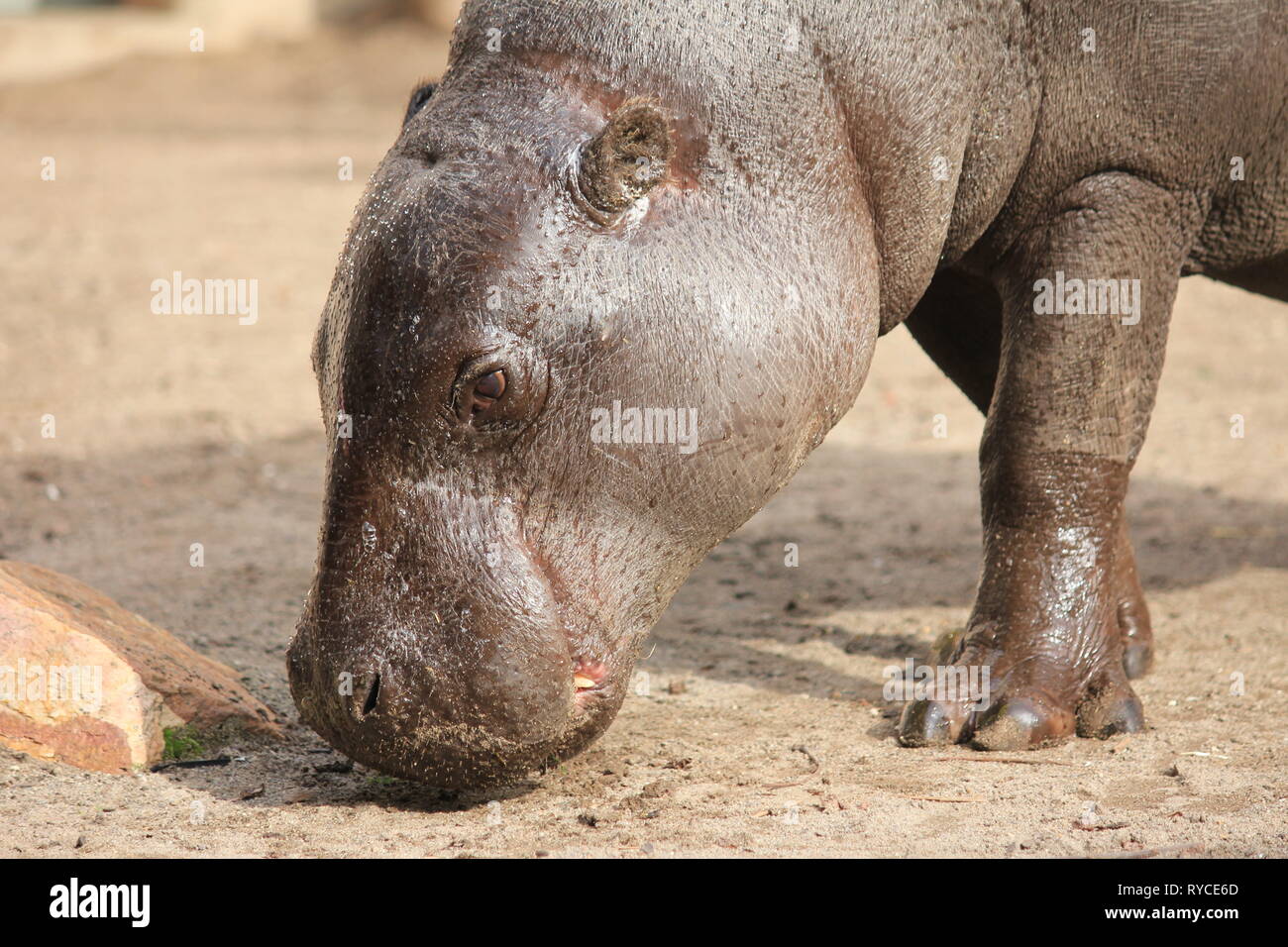 Pygmy hippopotamus. Blijdorp zoo in the Netherlands Stock Photo