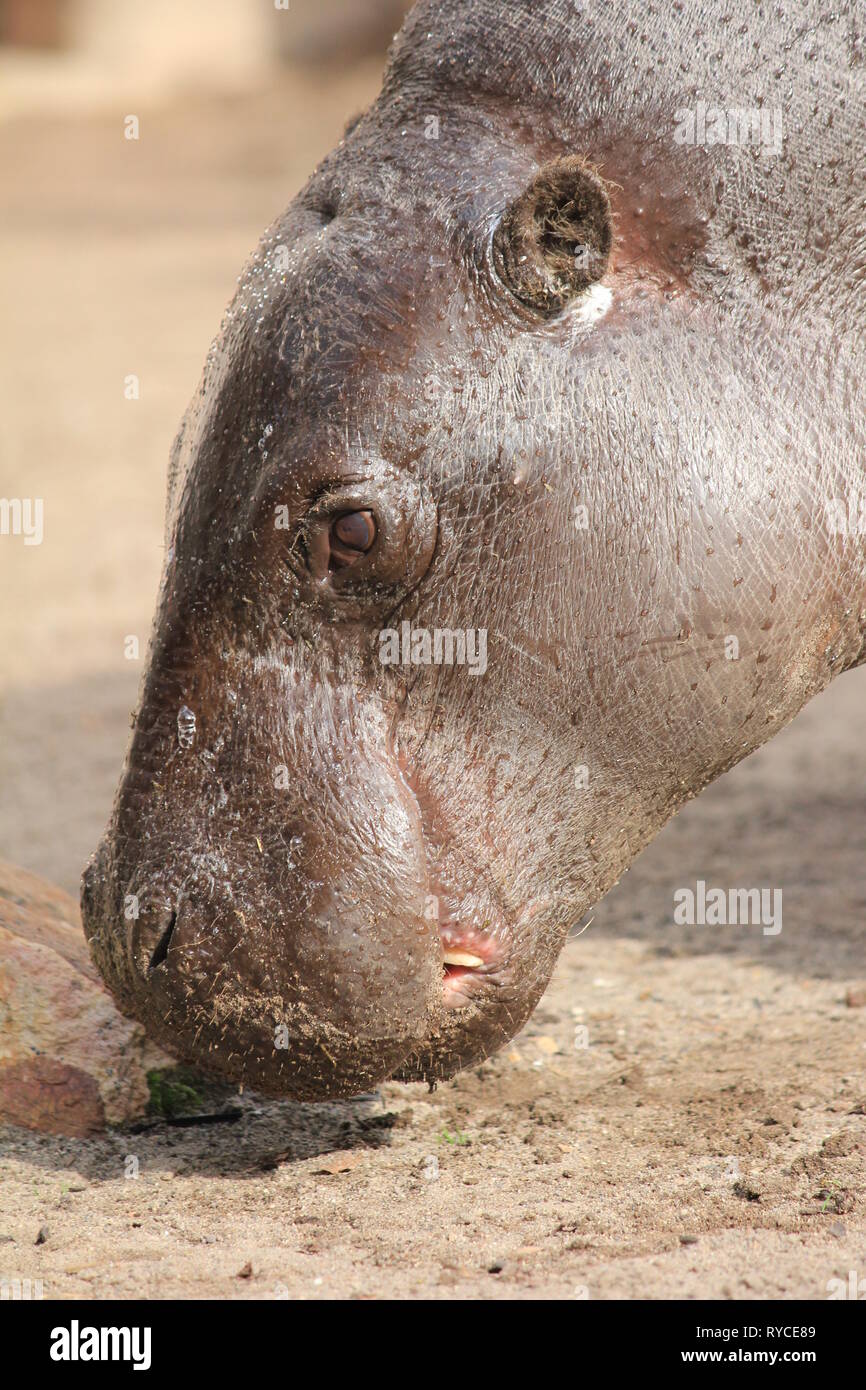 Pygmy hippopotamus. Blijdorp zoo in the Netherlands Stock Photo