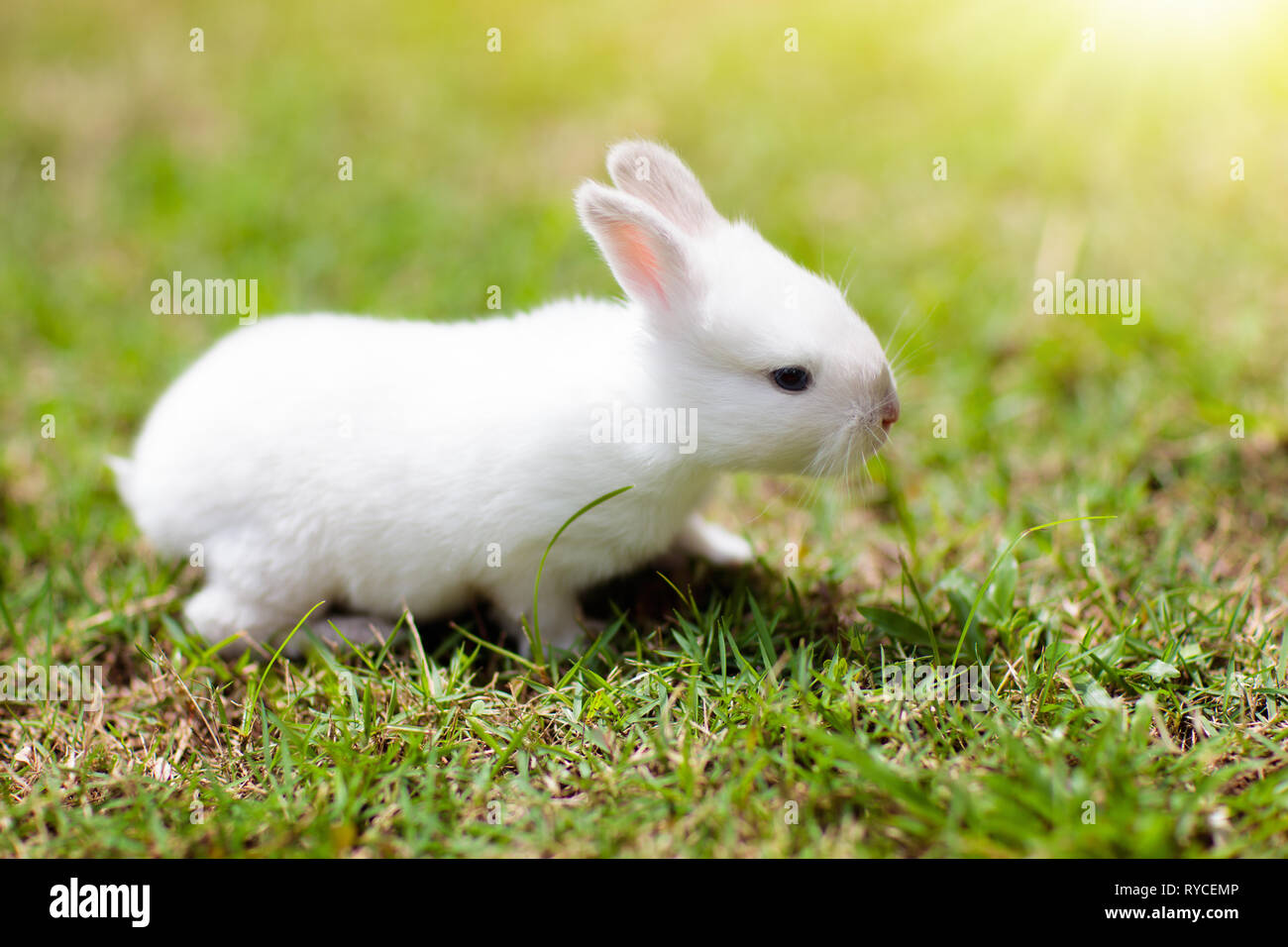 Baby rabbit eating grass outdoor on sunny summer day. Easter bunny in garden. Home pet for kid. Cute pets and animals for family with children Stock Photo - Alamy Baby rabbit eating grass outdoor on sunny summer day. Easter bunny in garden. Home pet for kid. Cute pets and animals for family with children Stock Photo - Alamy