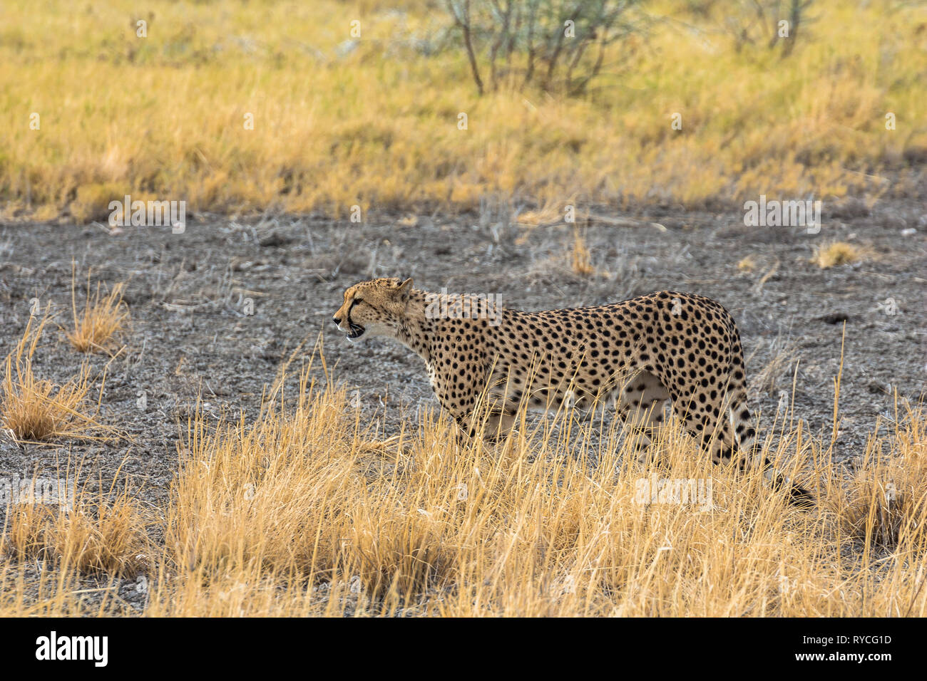 Cheetah in the grass of Etosha Park, Namibia Stock Photo