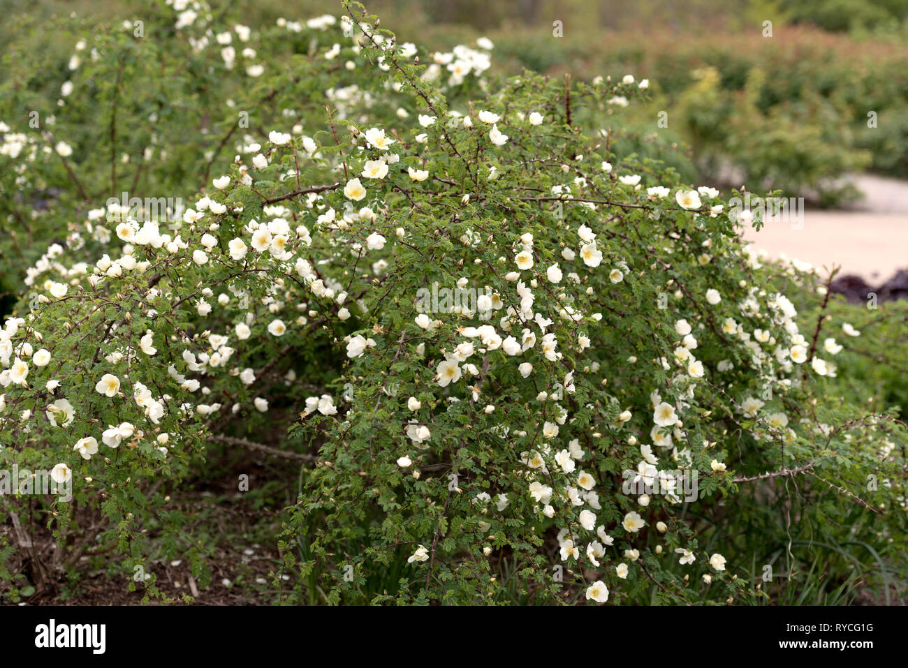 Rosa spinosissima hires stock photography and images Alamy