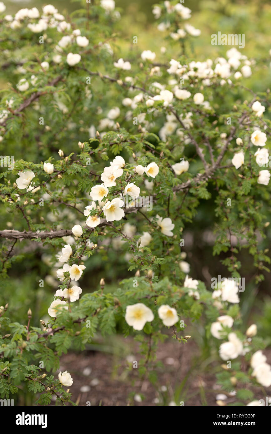 Rosa spinosissima hires stock photography and images Alamy