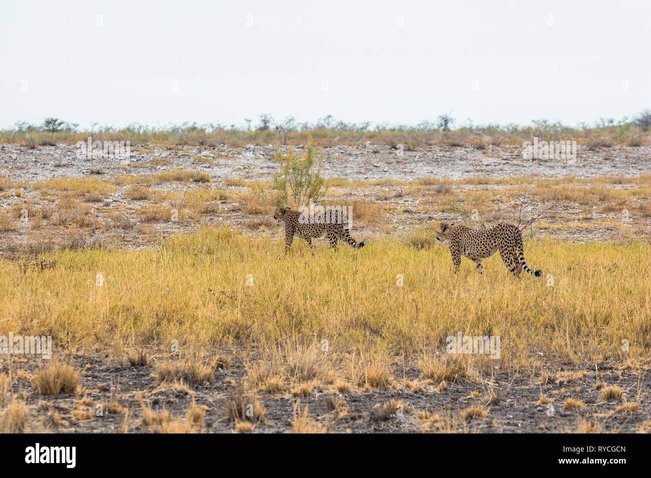 Cheetah in the grass of Etosha Park, Namibia Stock Photo