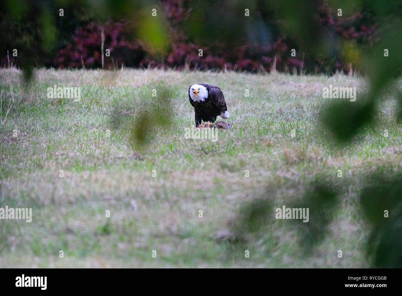 Bald Eagle picks clean the meat off a white tailed deer in a farm