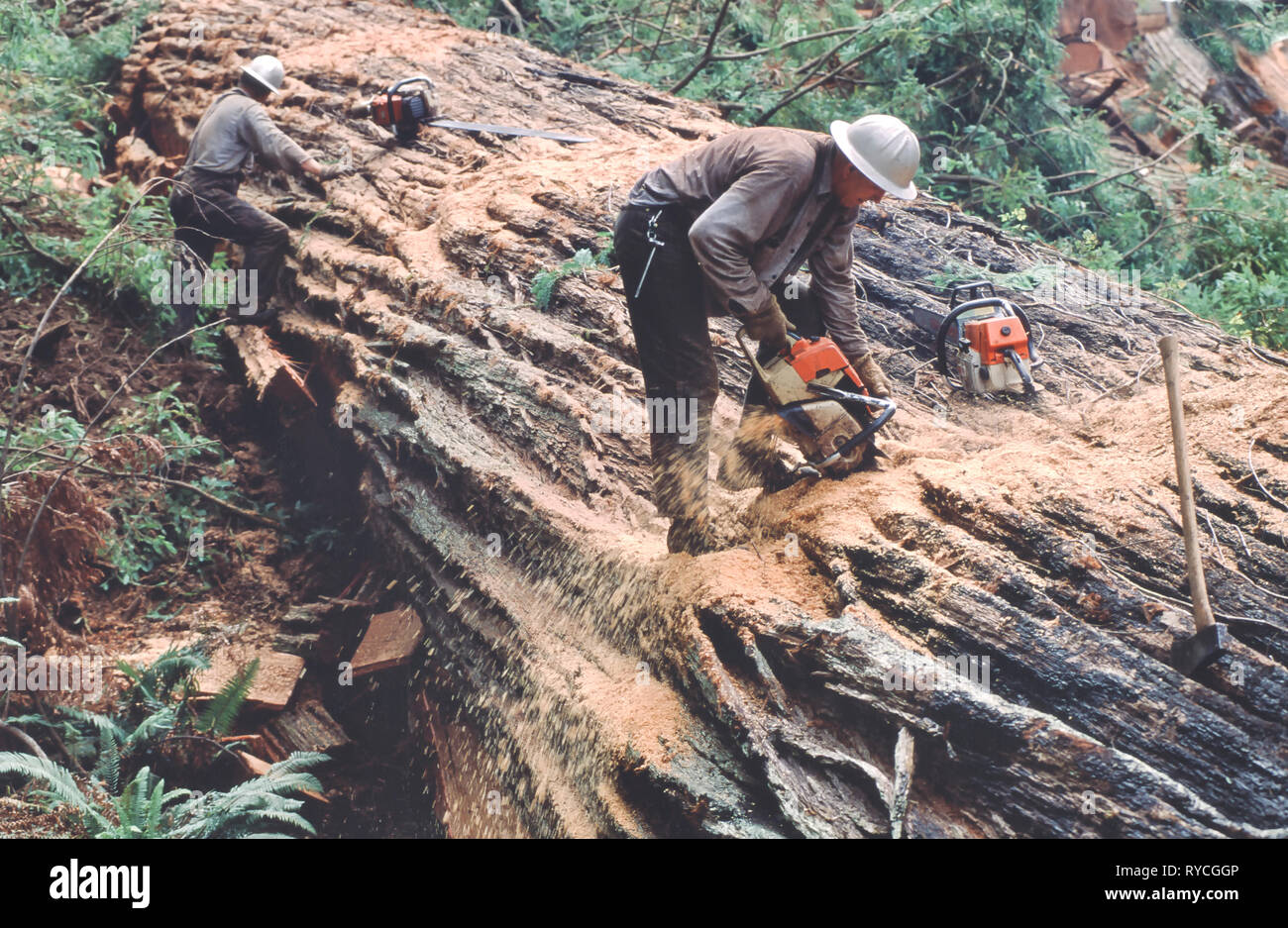 Fallers bucking Redwood log, using chainsaw, Redwood logging operation, 'Sequoia simpervirens'. Stock Photo