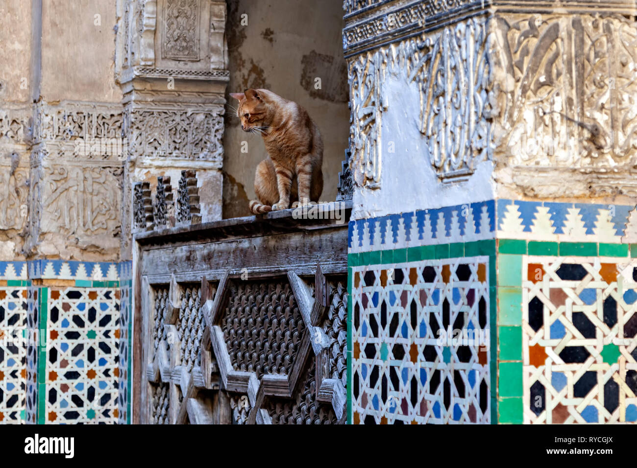 Cat On The Railing Stock Photo - Alamy