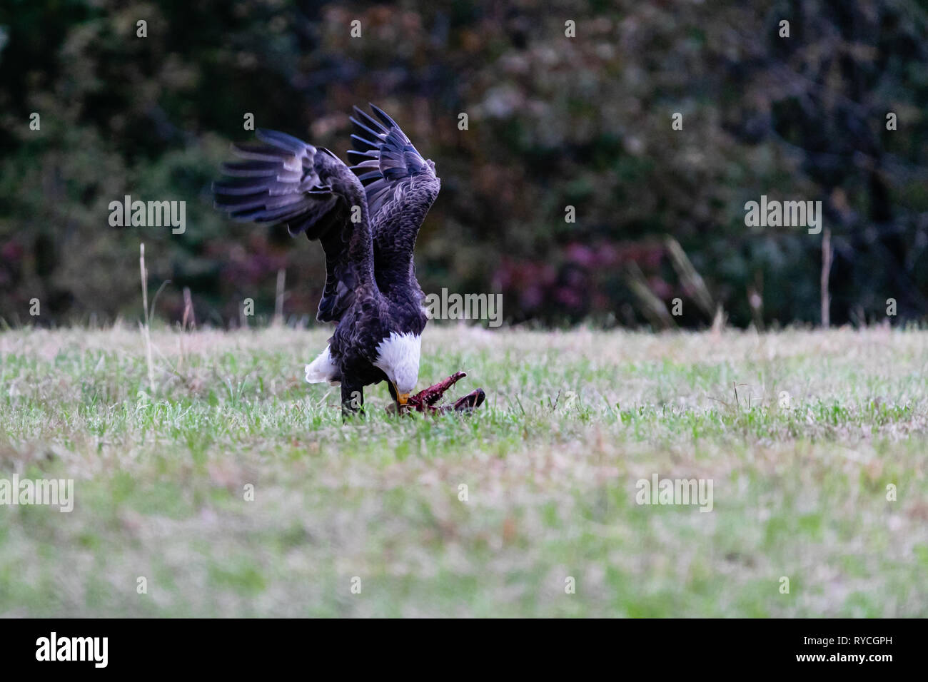 Bald Eagle picks clean the meat off a white tailed deer in a farm