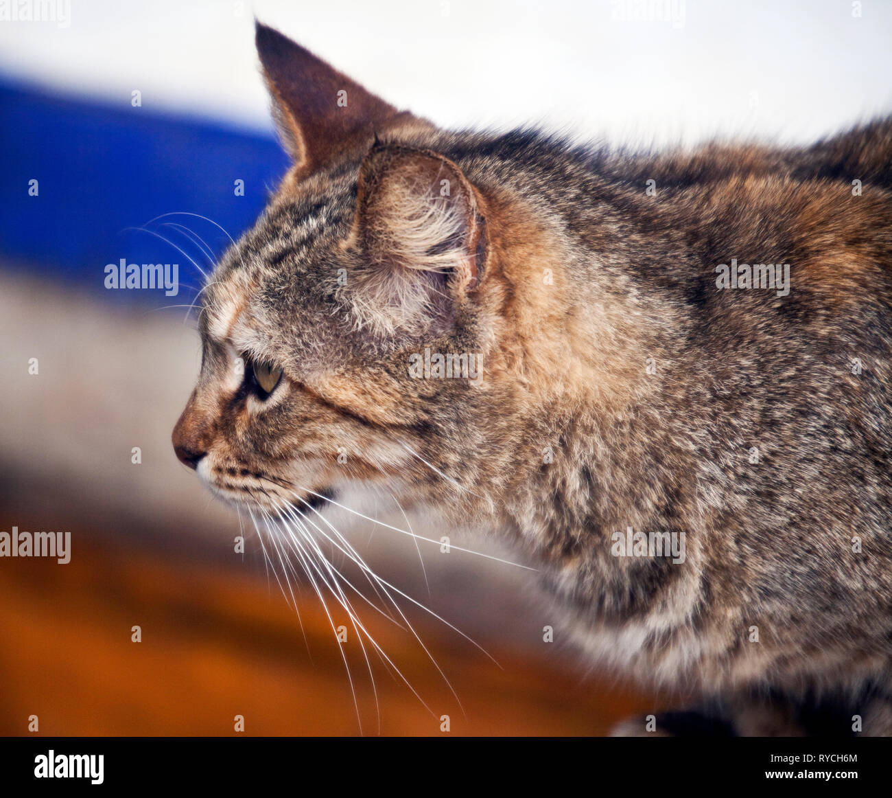 Feral Cat Stock Photo