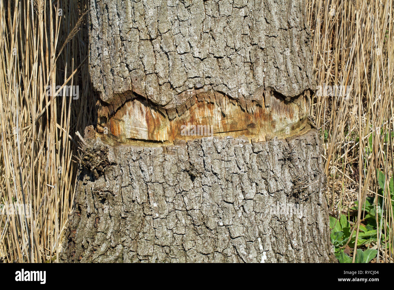 Oak Tree (Quercus robur). Girdling. Bark removed all way around the trunk. Trunk ring barked using a chainsaw. Tree left standing to die and continue to play a part in the life cycle of biodiversity in a wetland. Calthorpe Broad NNR. Norfolk. Stock Photo