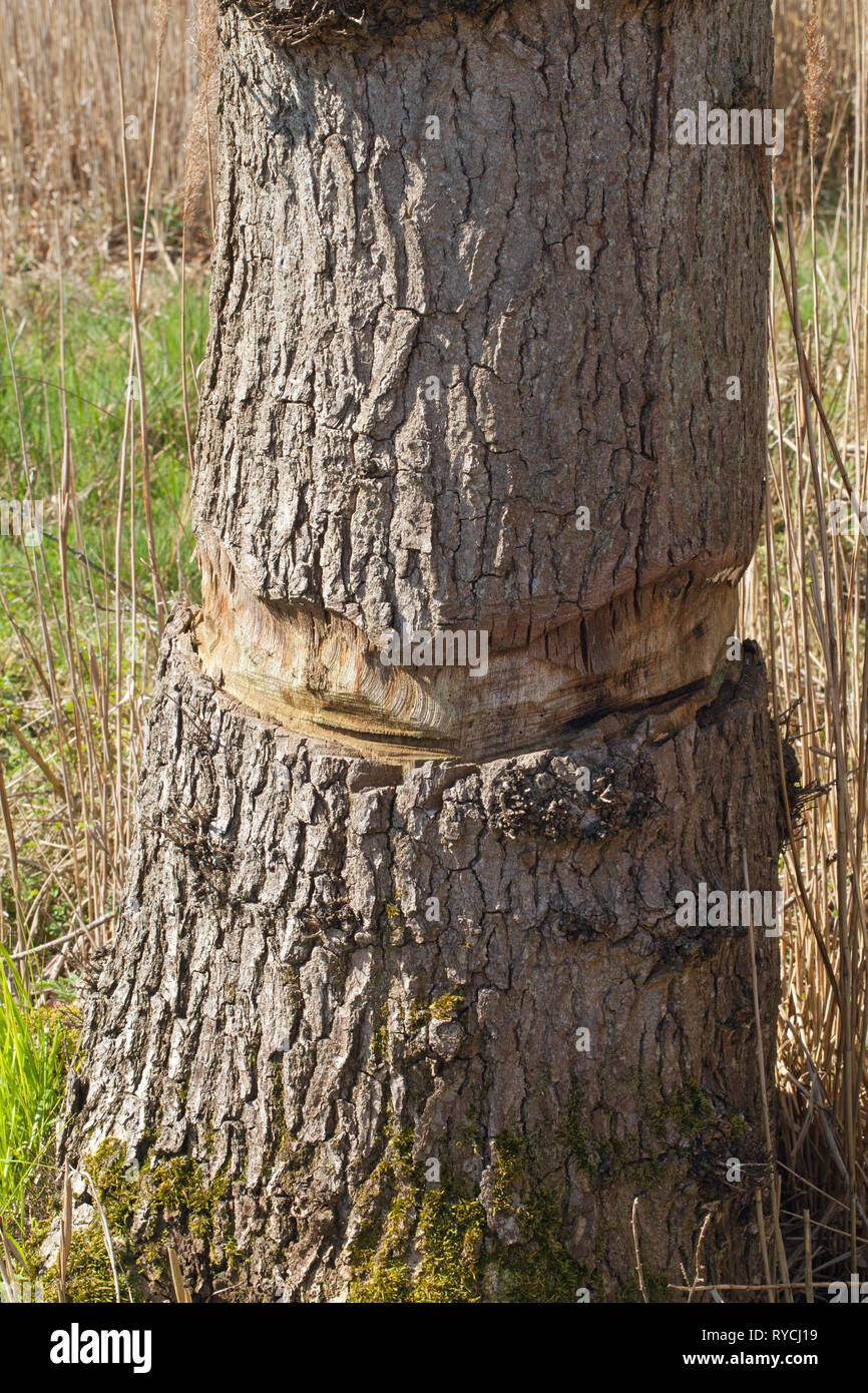 Ring barking hi-res stock photography and images - Alamy