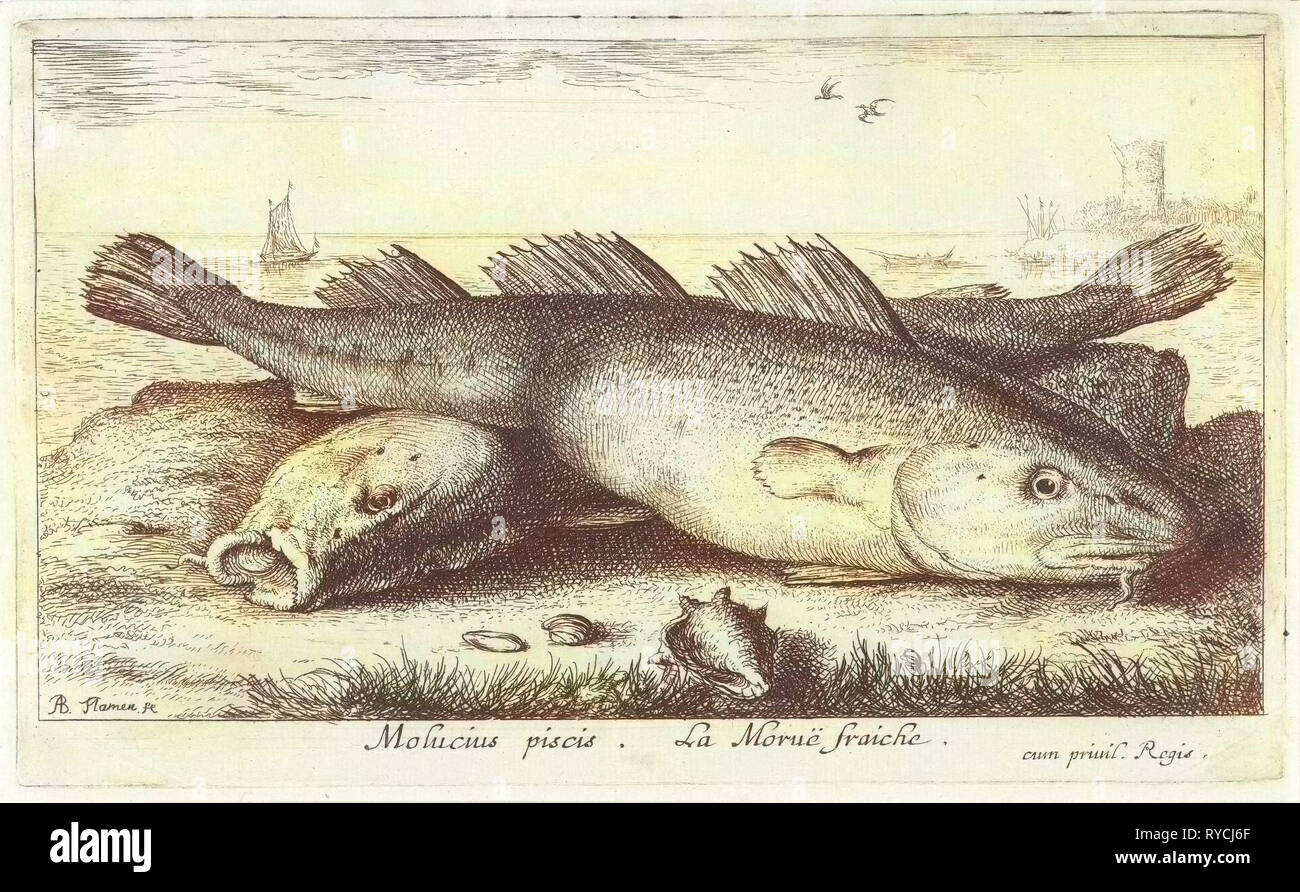 Two codfish at the beach, Albert Flamen, 1664 Stock Photo