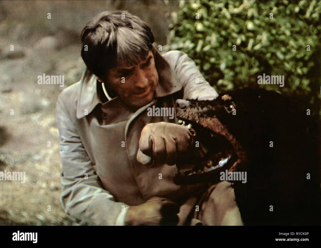 GREGORY PECK, DOG, THE OMEN, 1976 Stock Photo