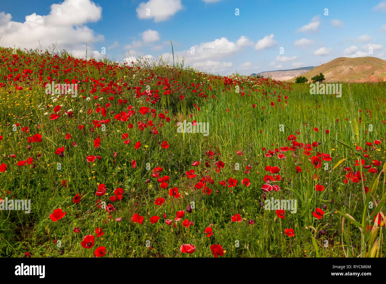 Poppies hillside hi-res stock photography and images - Alamy