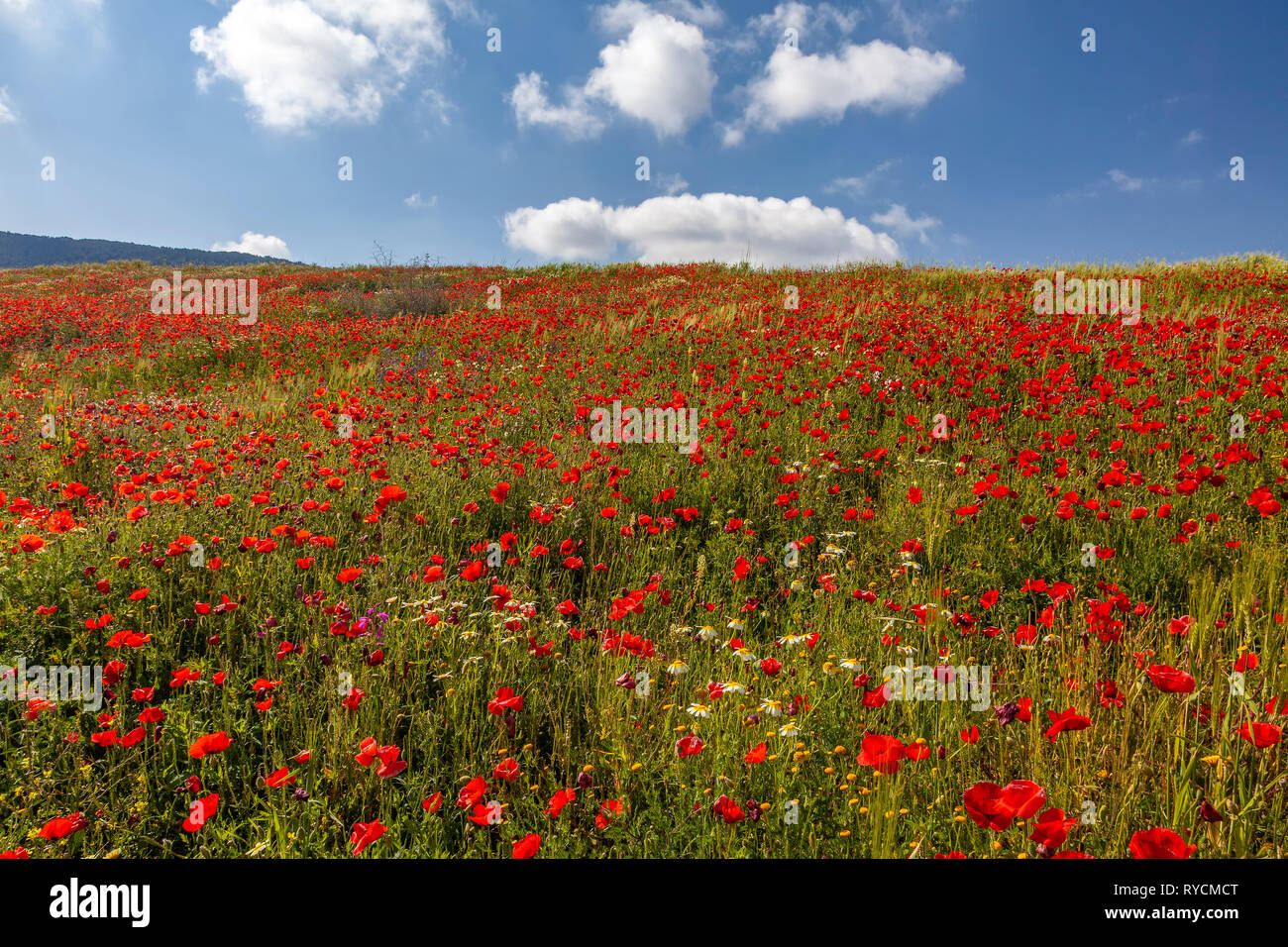 Poppies flowers blue sky clouds hi-res stock photography and images - Alamy