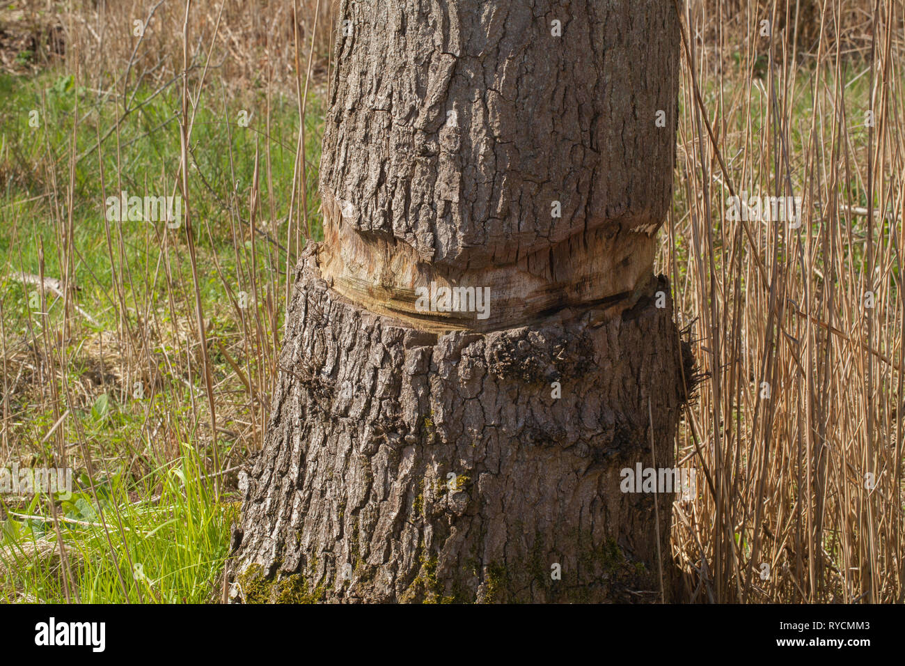 Oak Tree (Quercus robur). Girdling. Bark removed all way around the trunk. Trunk ring barked using a chainsaw. Tree left standing to die and continue to play a part in the life cycle of biodiversity in a wetland. Calthorpe Broad NNR. Norfolk. Stock Photo