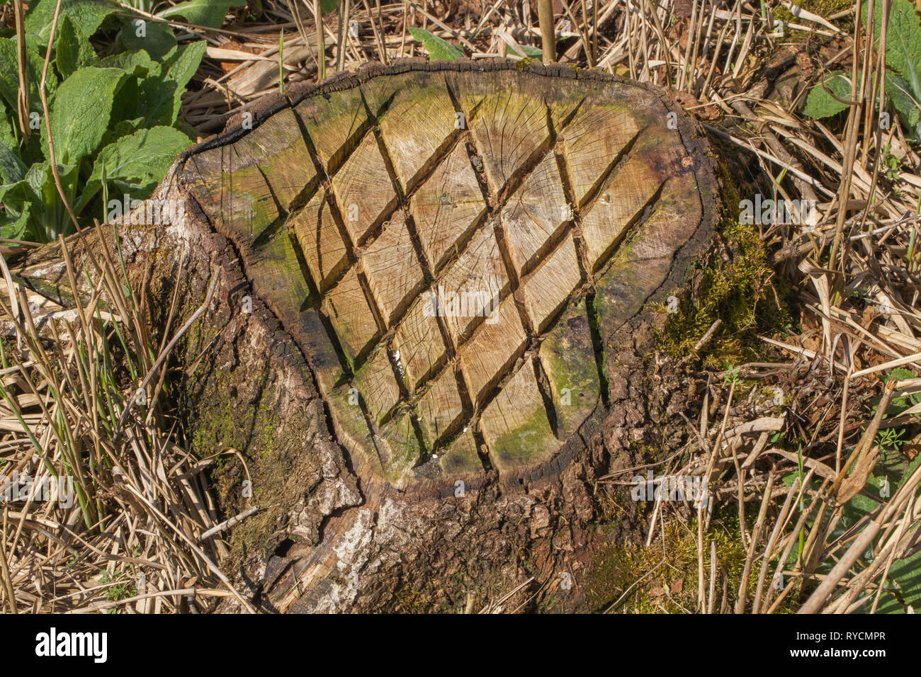 Alder Tree Stump. Felled at the base of the trunk. To prevent any re-growth, regeneration, chemicals applied to chainsaw cross-hatching. This provides a bigger surface area for chemical take up. Stock Photo