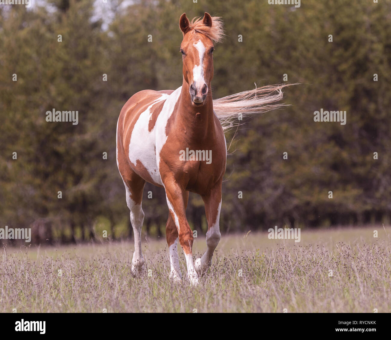 Wind blown horse Stock Photo Alamy