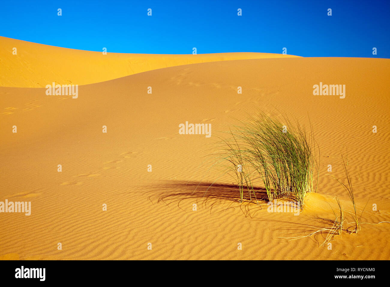 Sahara Desert Dunes & Plant Stock Photo - Alamy