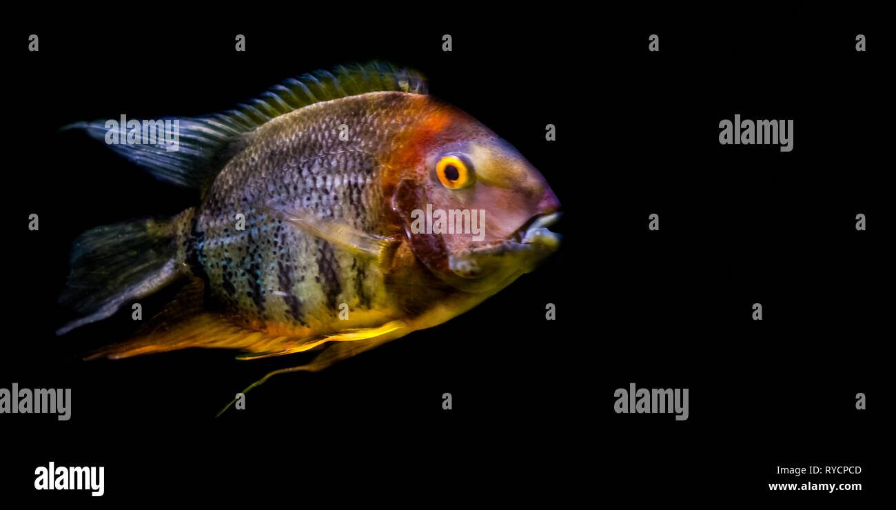 banded cichlid isolated on a black background, popular tropical aquarium pet from the orinoco river of south America Stock Photo