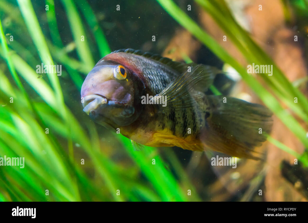 closeup of a banded cichlid, tropical fish from the orinoco river of south America, popular aquarium pet Stock Photo