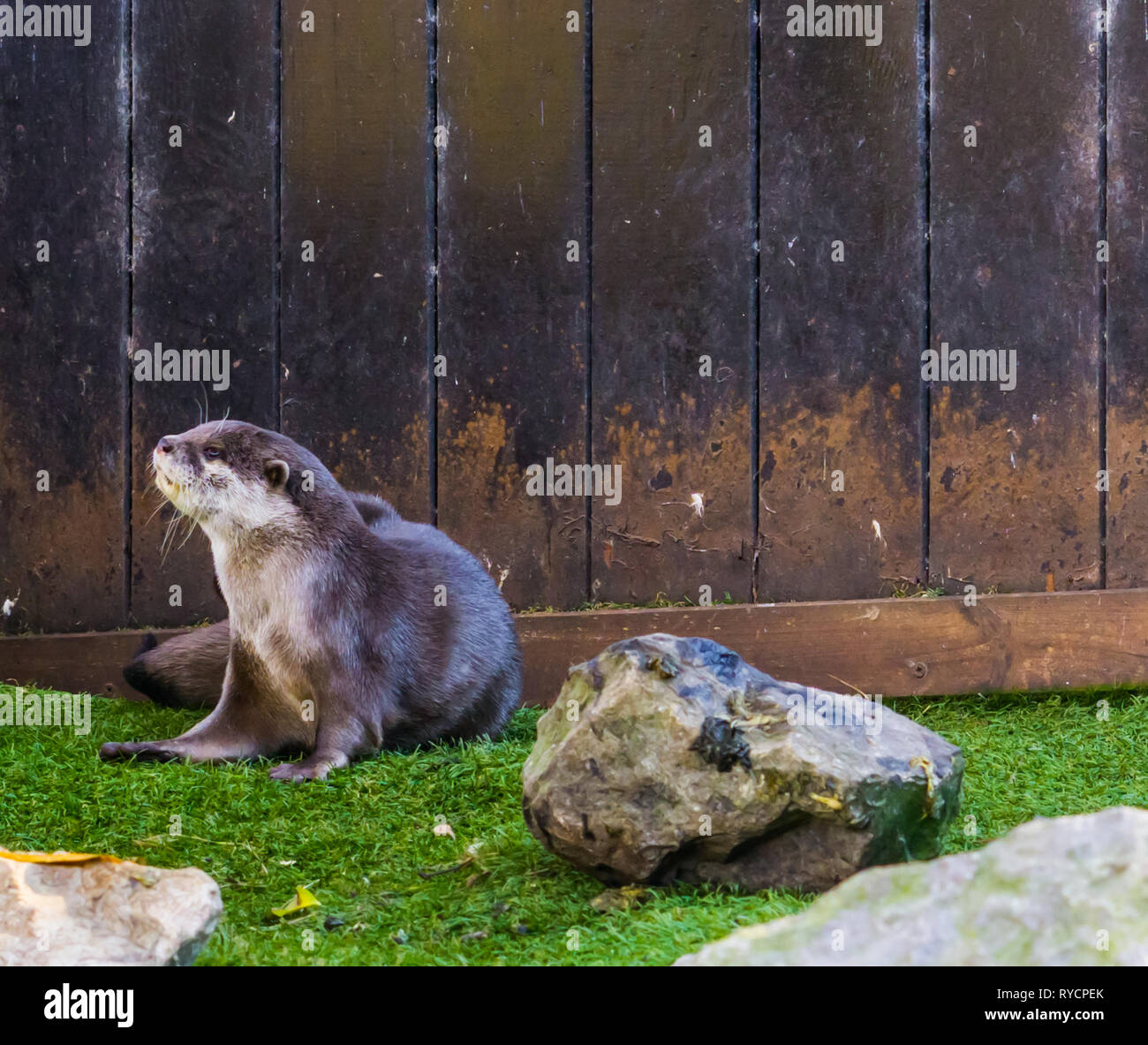 Asian small claw otter sitting down, tropical animal from the wetlands