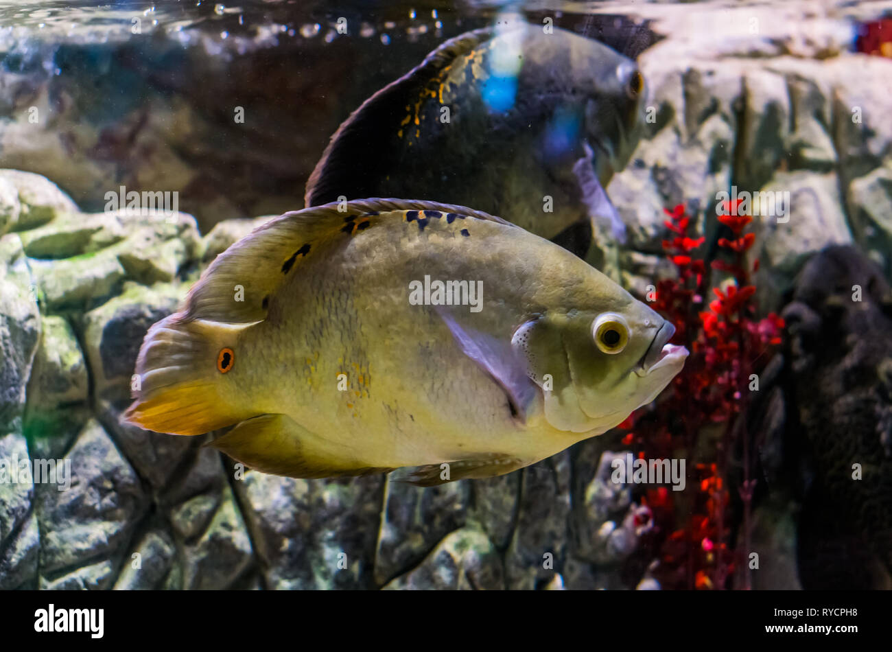 oscar cichlid color mutation, popular aquarium pet, tropical fish from the amazon basin of south America Stock Photo