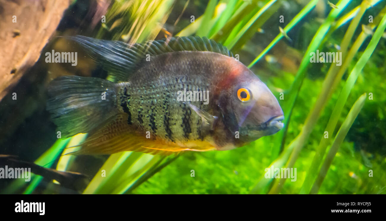 banded cichlid, popular tropical aqaurium pet from the orinoco river of south america Stock Photo