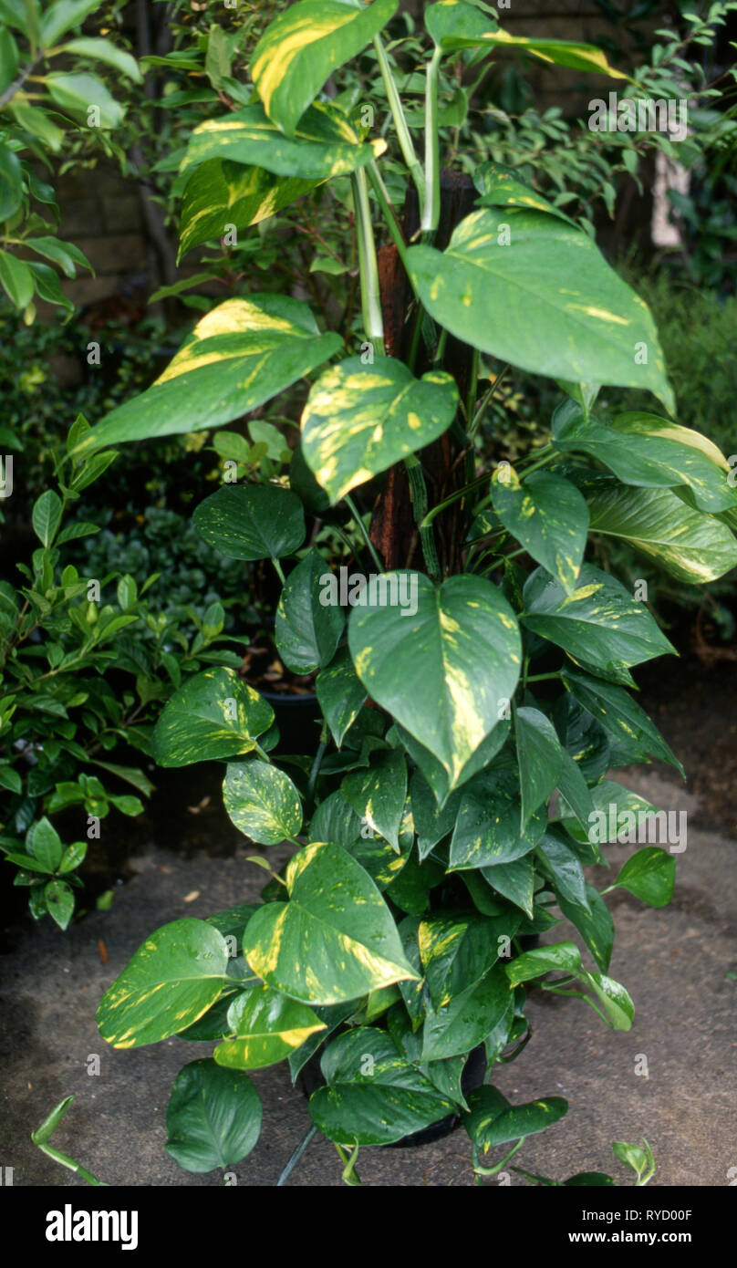 cebu pothos Rare Cebu Blue Pothos - Epipremnum Pinnatum main image 0