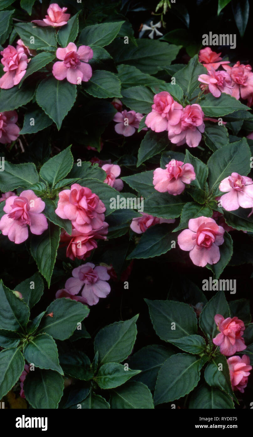FLOWERING PINK BUSY LIZZIE FLOWERS (IMPATIENS) 'CONFECTION SERIES' Stock Photo