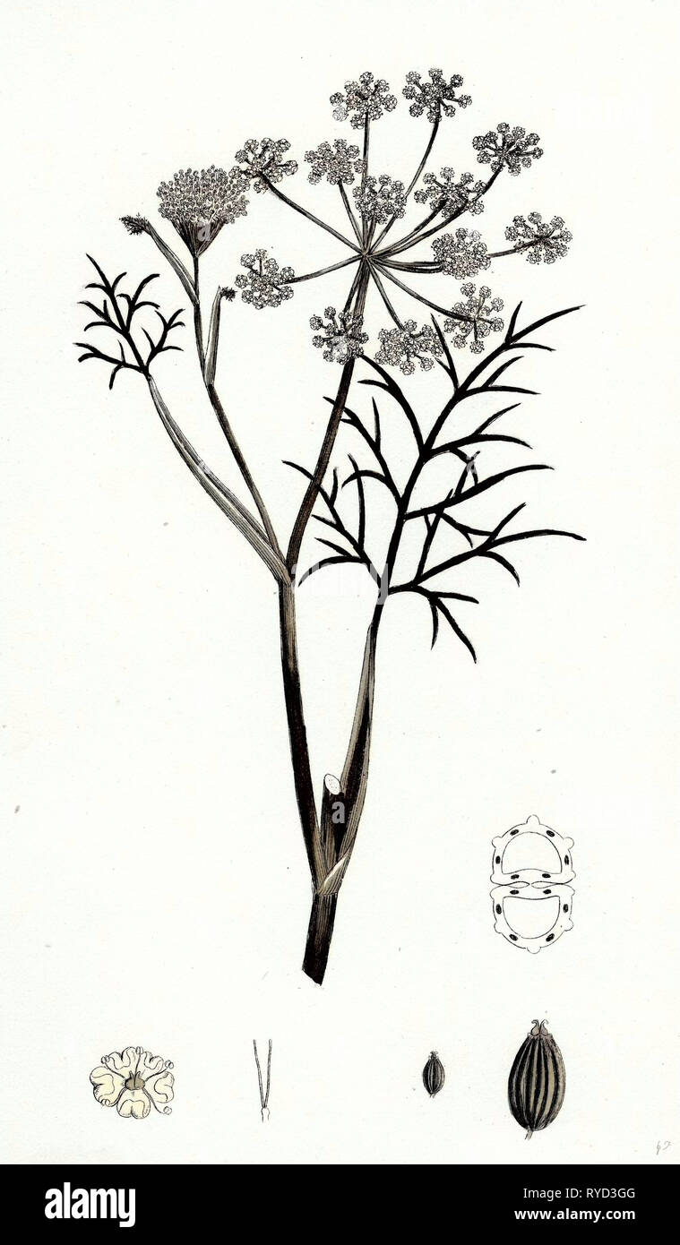 Premium Vector | Vintage botanical sketch of fennel isolated