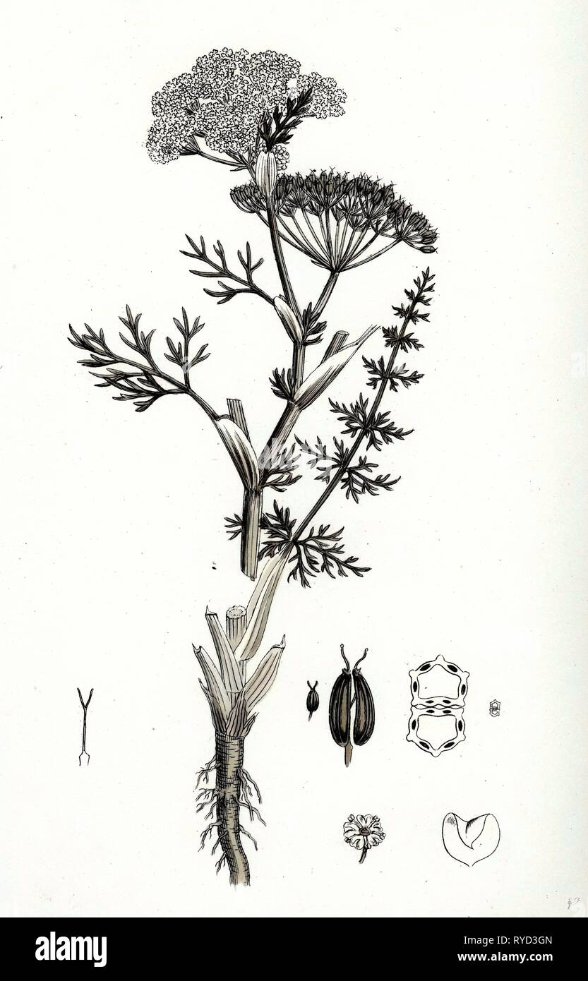 Carum Carui Common Caraway Stock Photo Alamy