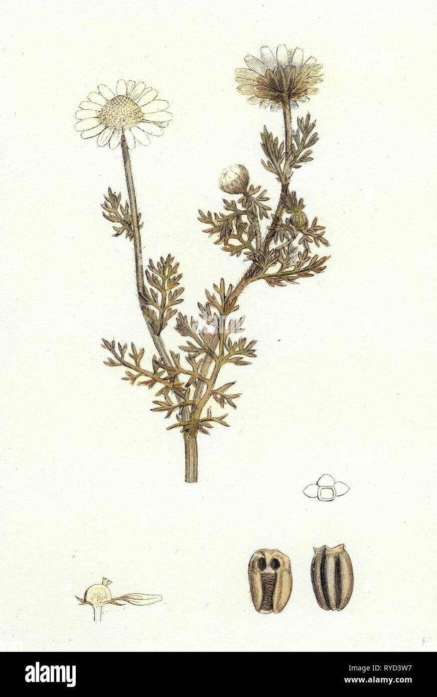 Chrysanthemum Inodorum Var. Maritimum Scentless Mayweed Var. B Stock Photo