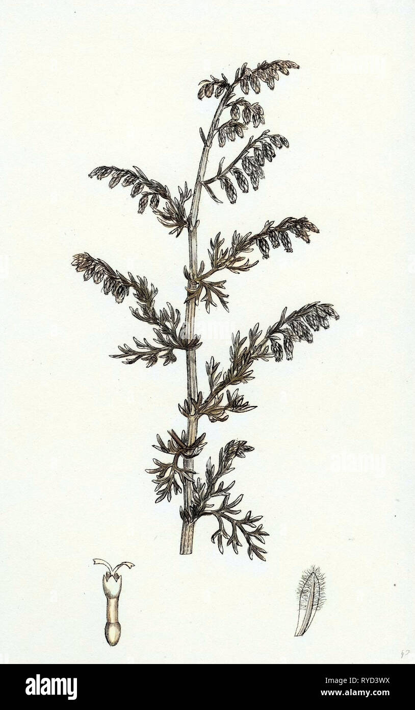 Artemisia Maritima Var. Genuina Sea Wormwood Var. A Stock Photo