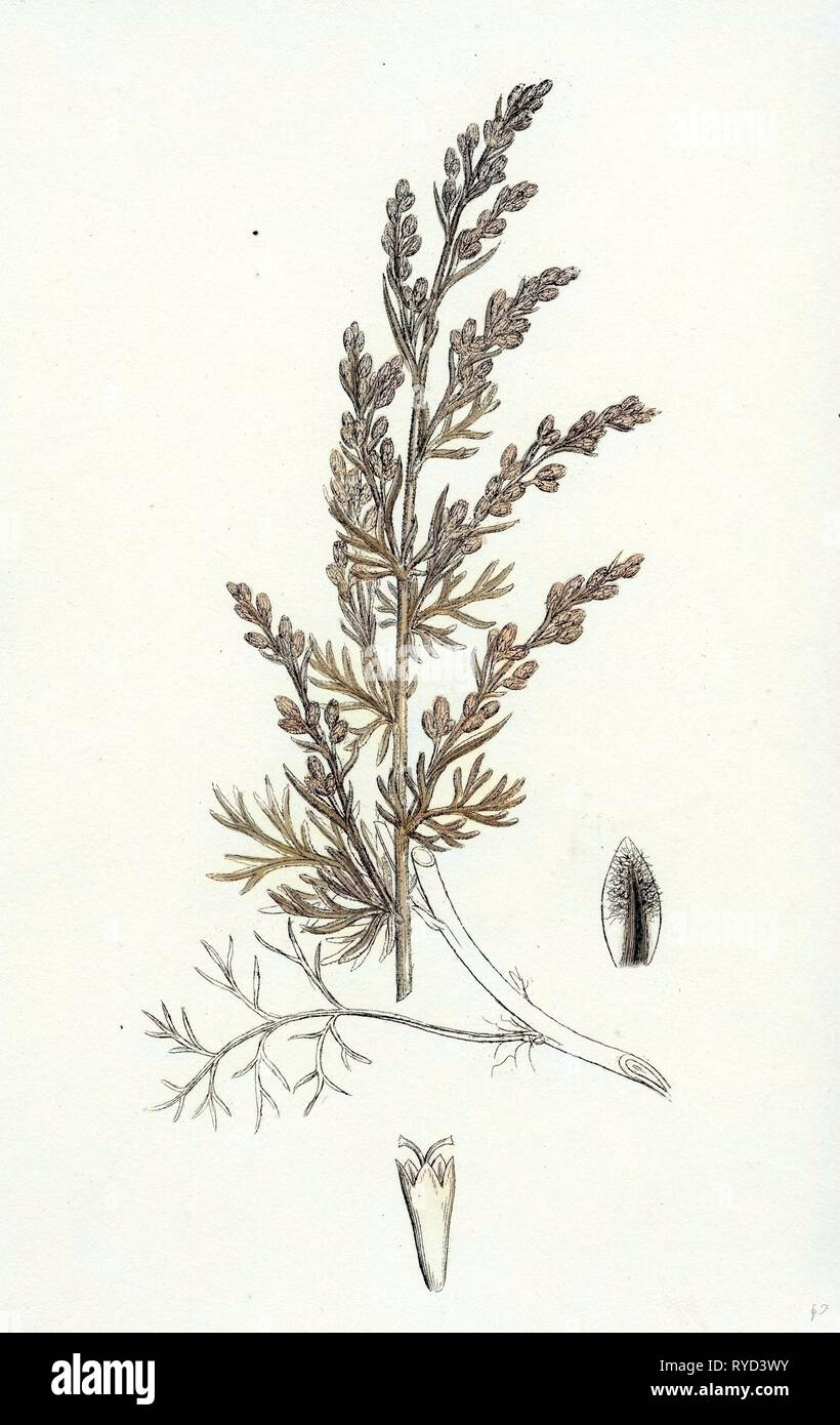 Artemisia Maritima Var. Gallica Sea Wormwood Var. B Stock Photo