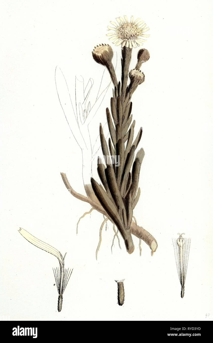 Inula Crithmoides Golden Samphire Stock Photo