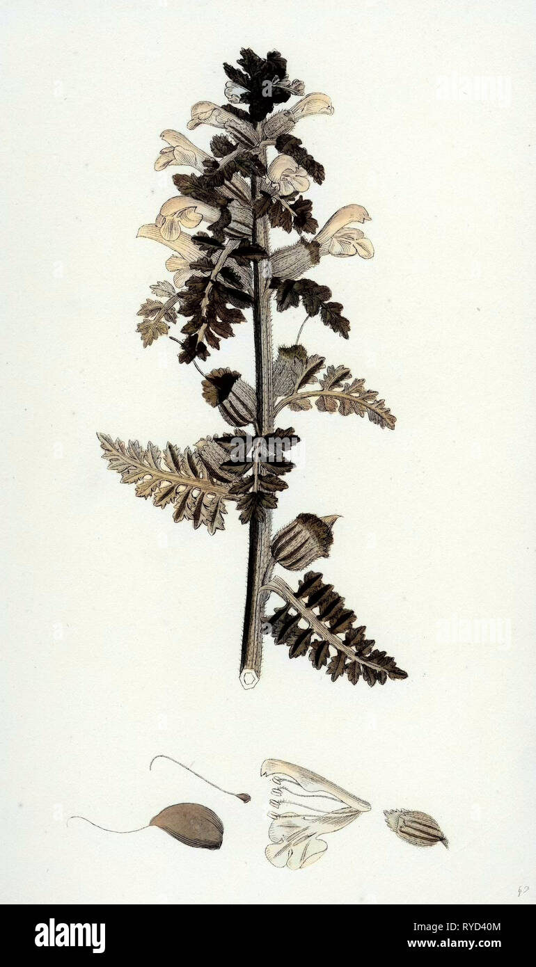 Pedicularis Palustris Upright Lousewort Stock Photo