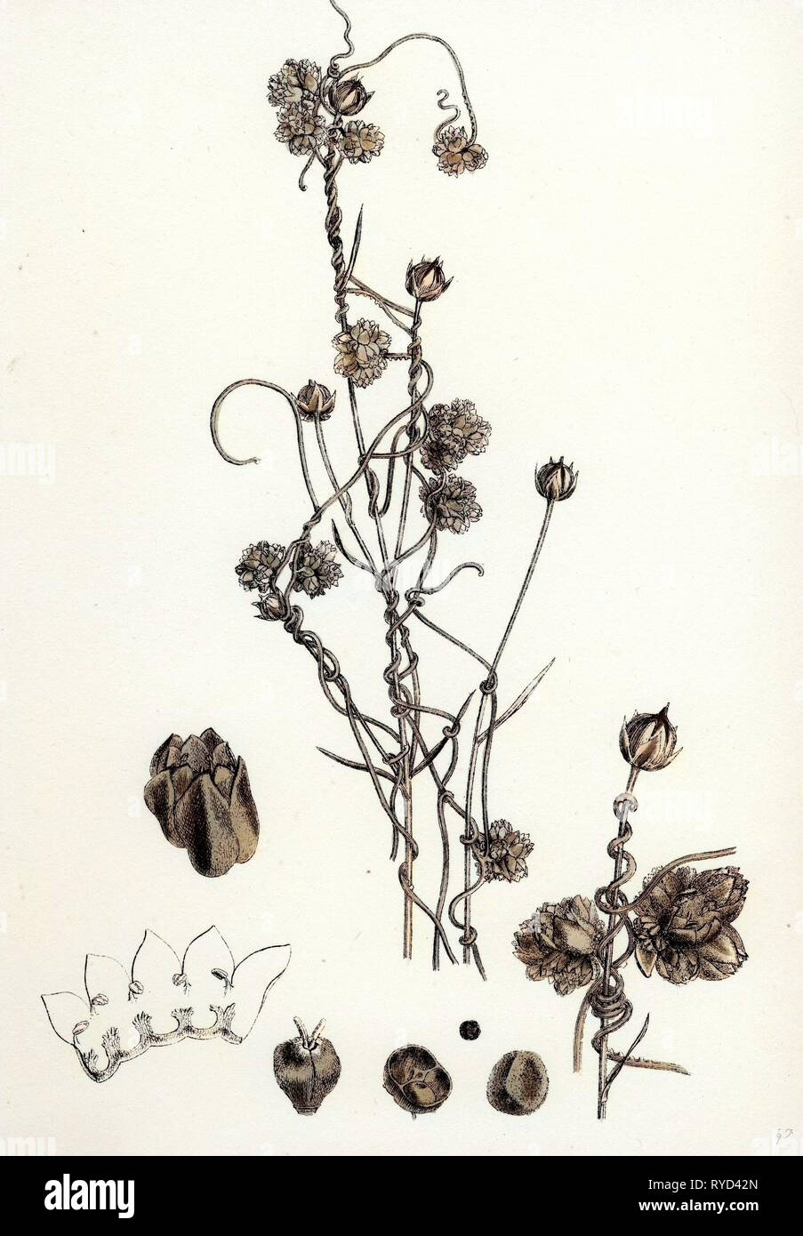 Cuscuta Epilinum Flax Dodder Stock Photo