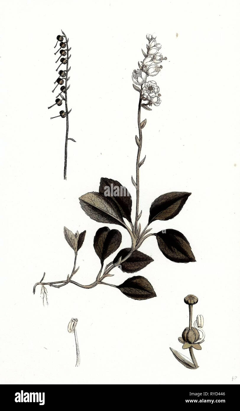 Pyrola secunda hi-res stock photography and images - Alamy