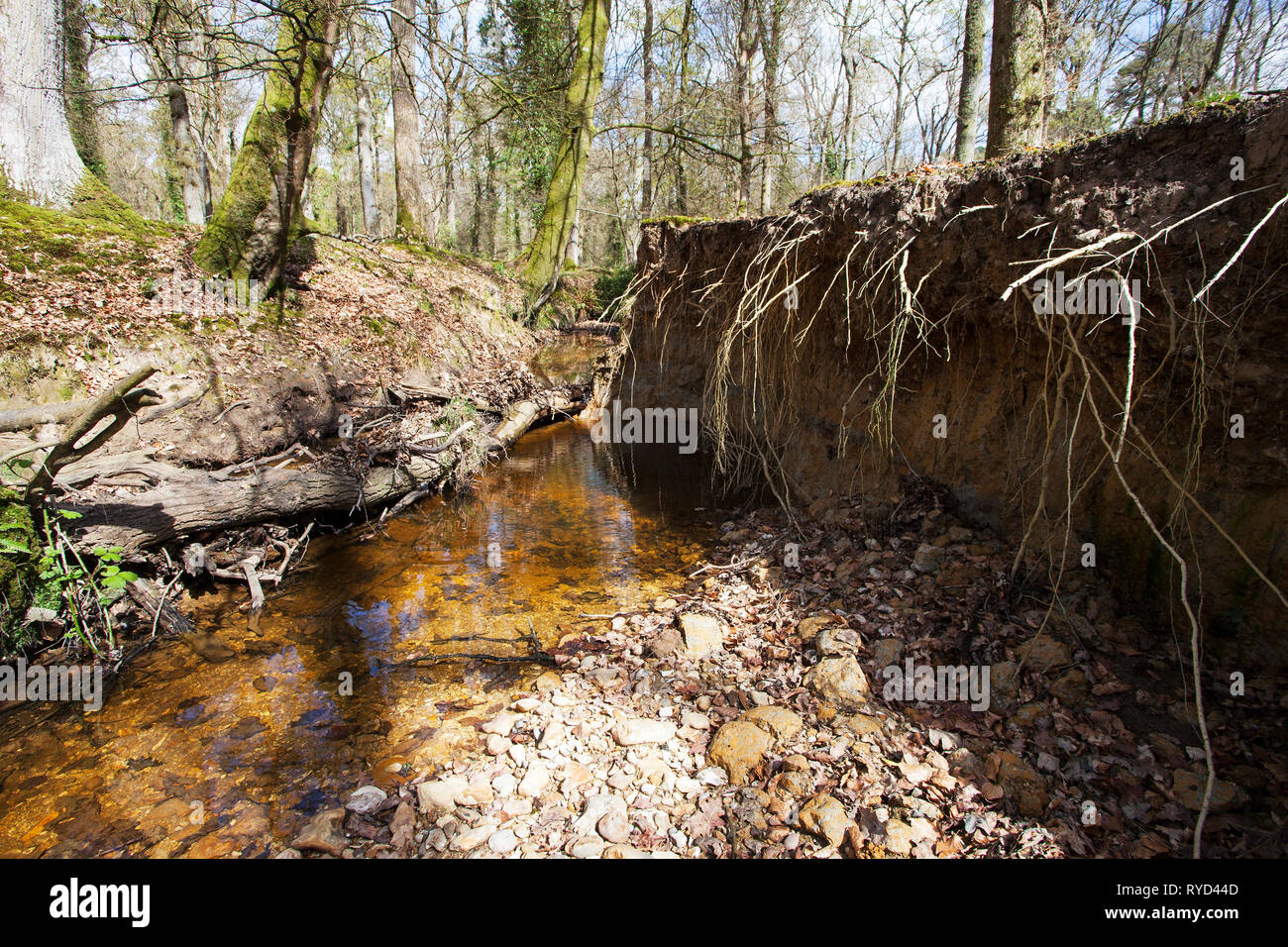 Latchmore Brook showing severe erosion due to straightening of channel, Islands Thorns Inclosure, New Forest National Park, Hampshire, England, UK, Ap Stock Photo