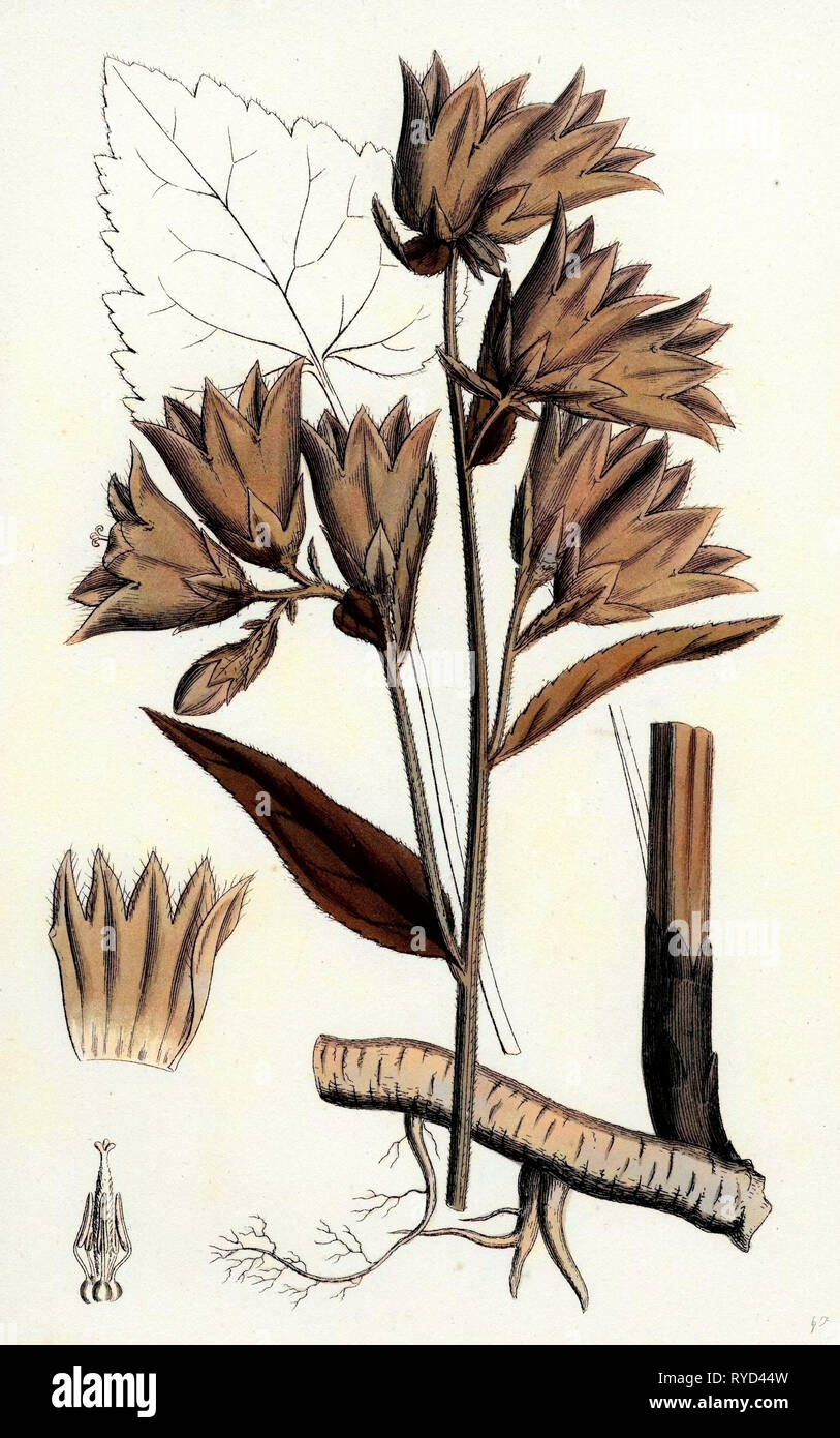 Campanula Trachelium Nettle-Leaved Bell-Flower Stock Photo