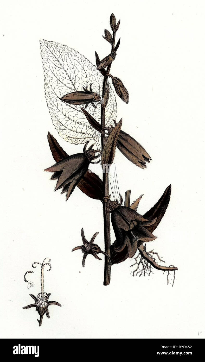 Campanula Rapunculoides Creeping Bell-Flower Stock Photo