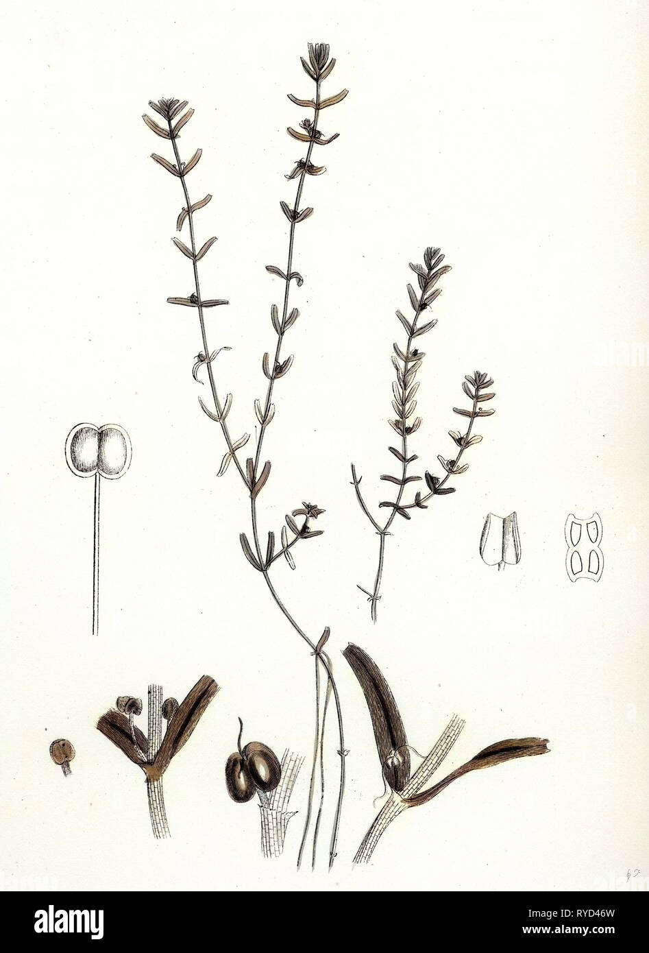 Callitriche Pedunculata Pedunculated Water Starwort Stock Photo