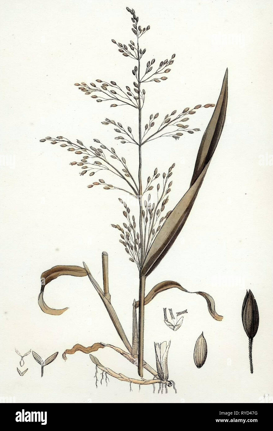 Milium Effusum Wood Millet-Grass Stock Photo