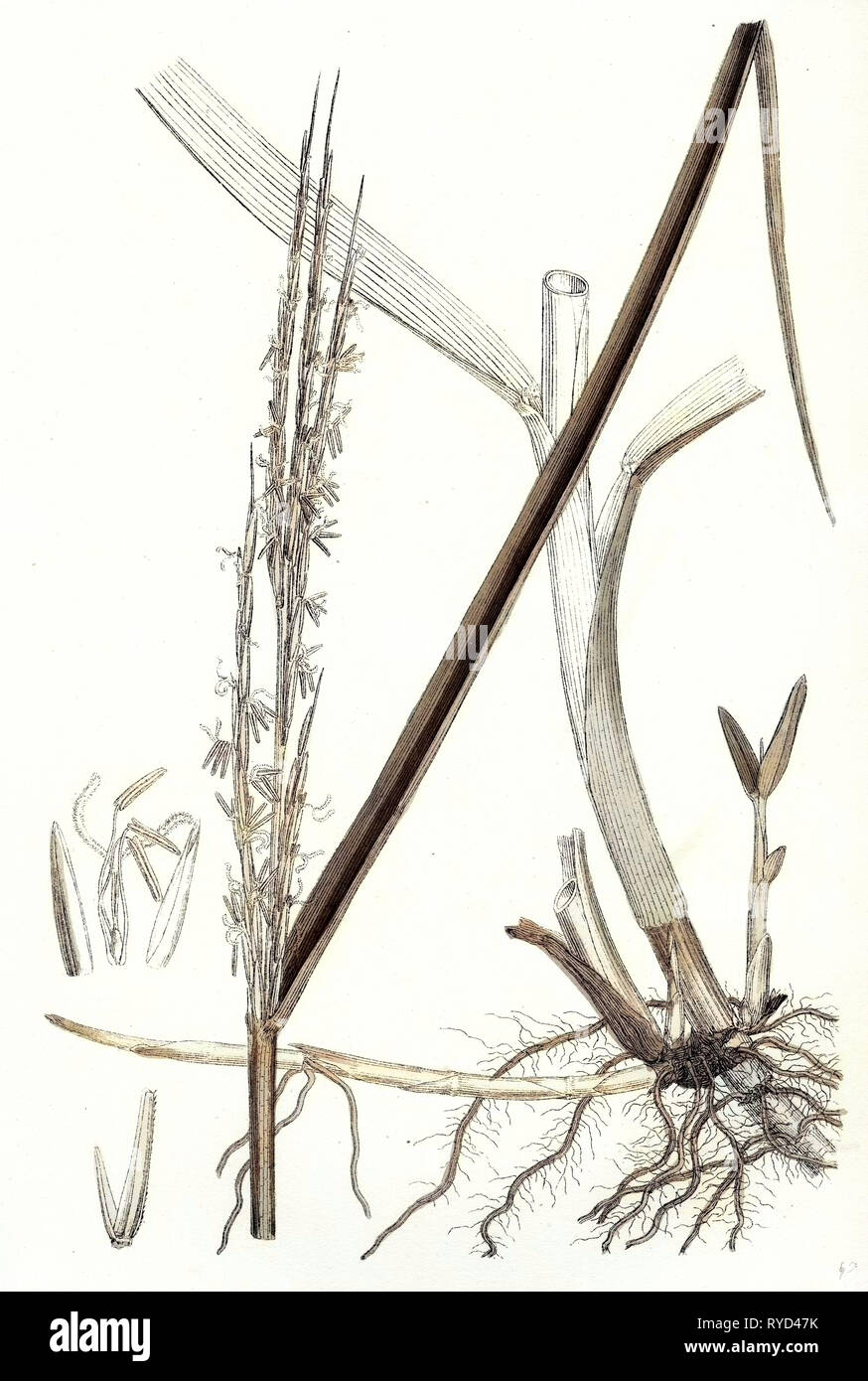 Spartina Alterniflora Many-Spiked Cord-Grass Stock Photo