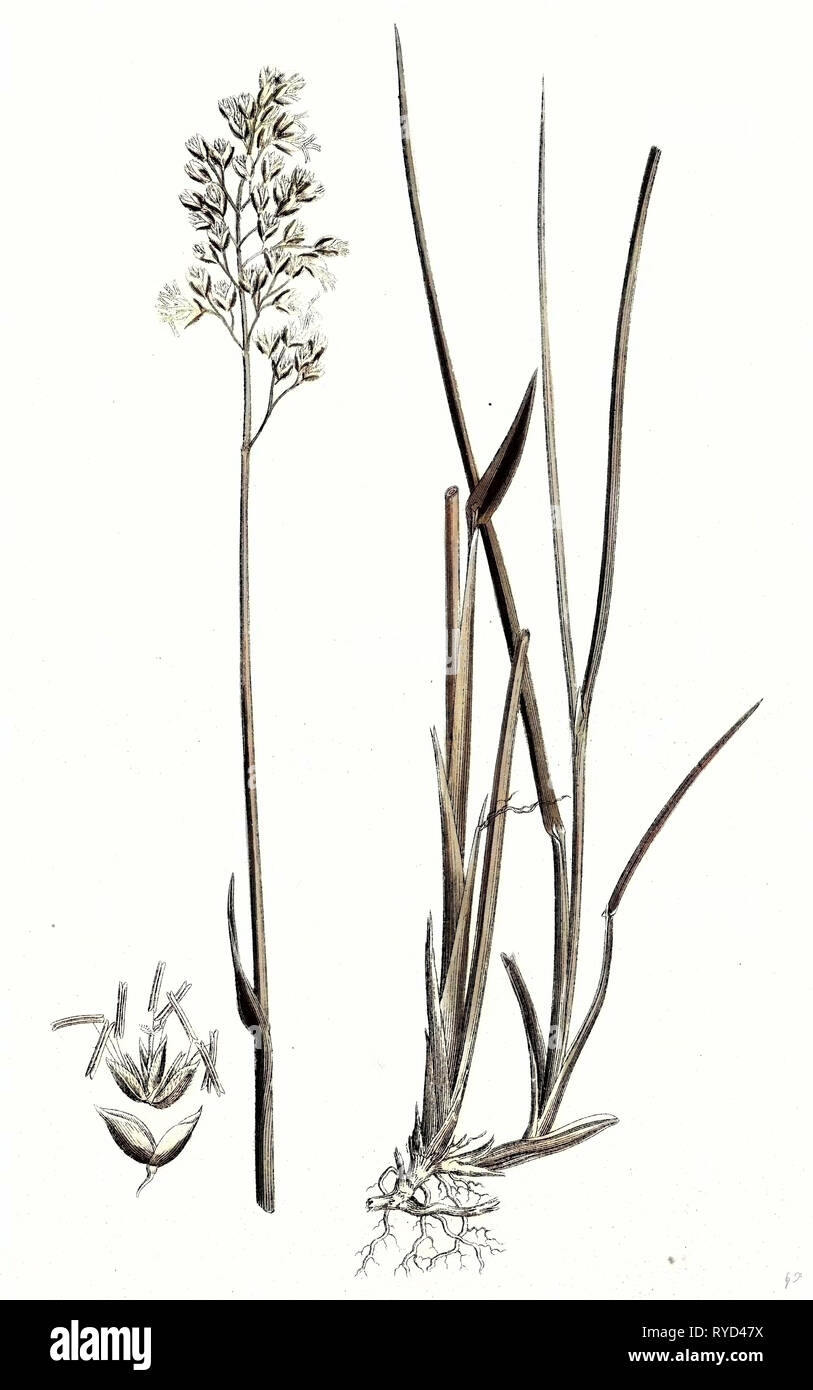 Hierochloe Borealis Northern Holy-Grass Stock Photo