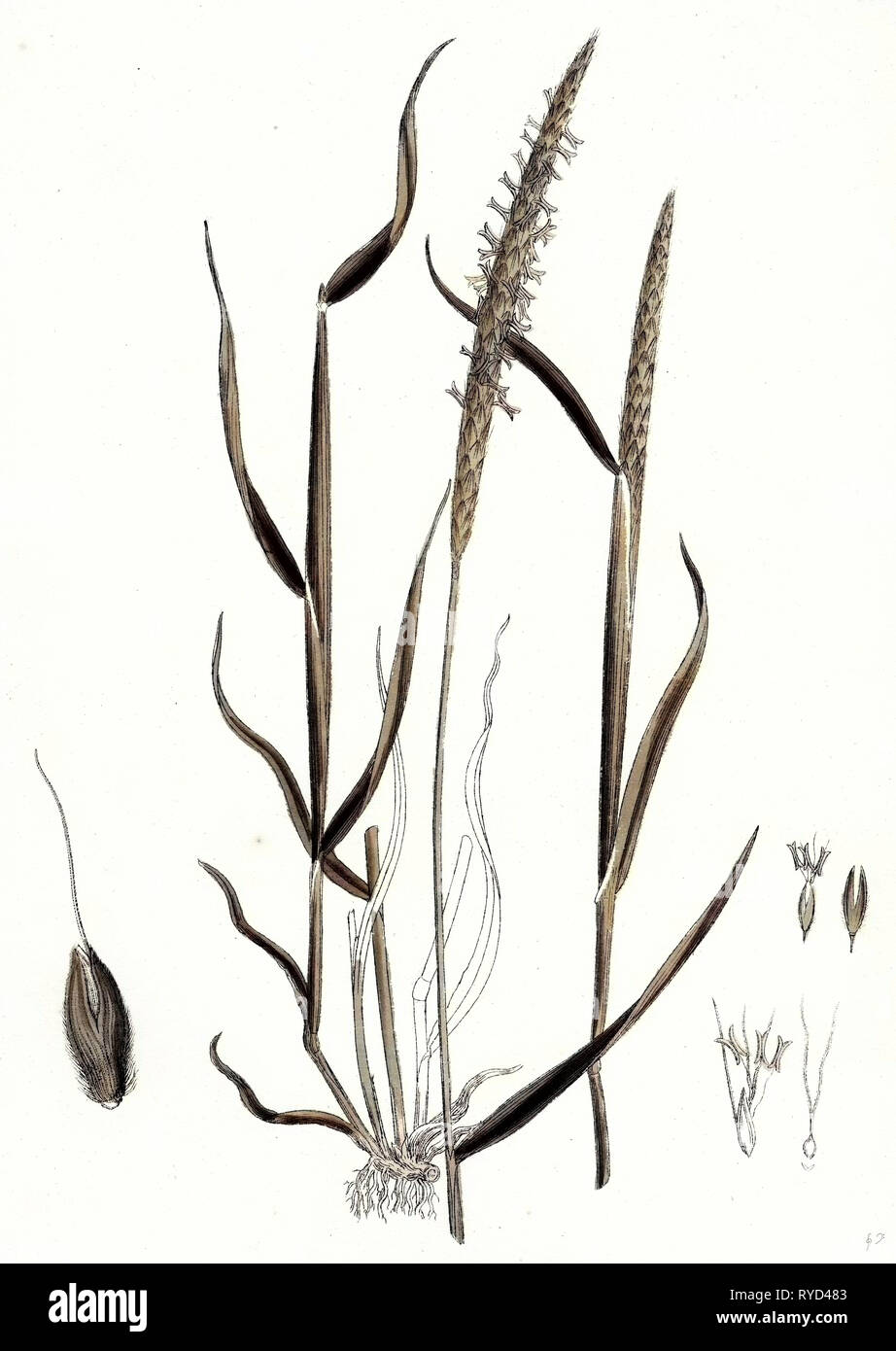 Alopecurus Agrestis Slender Fox-Tail-Grass Stock Photo