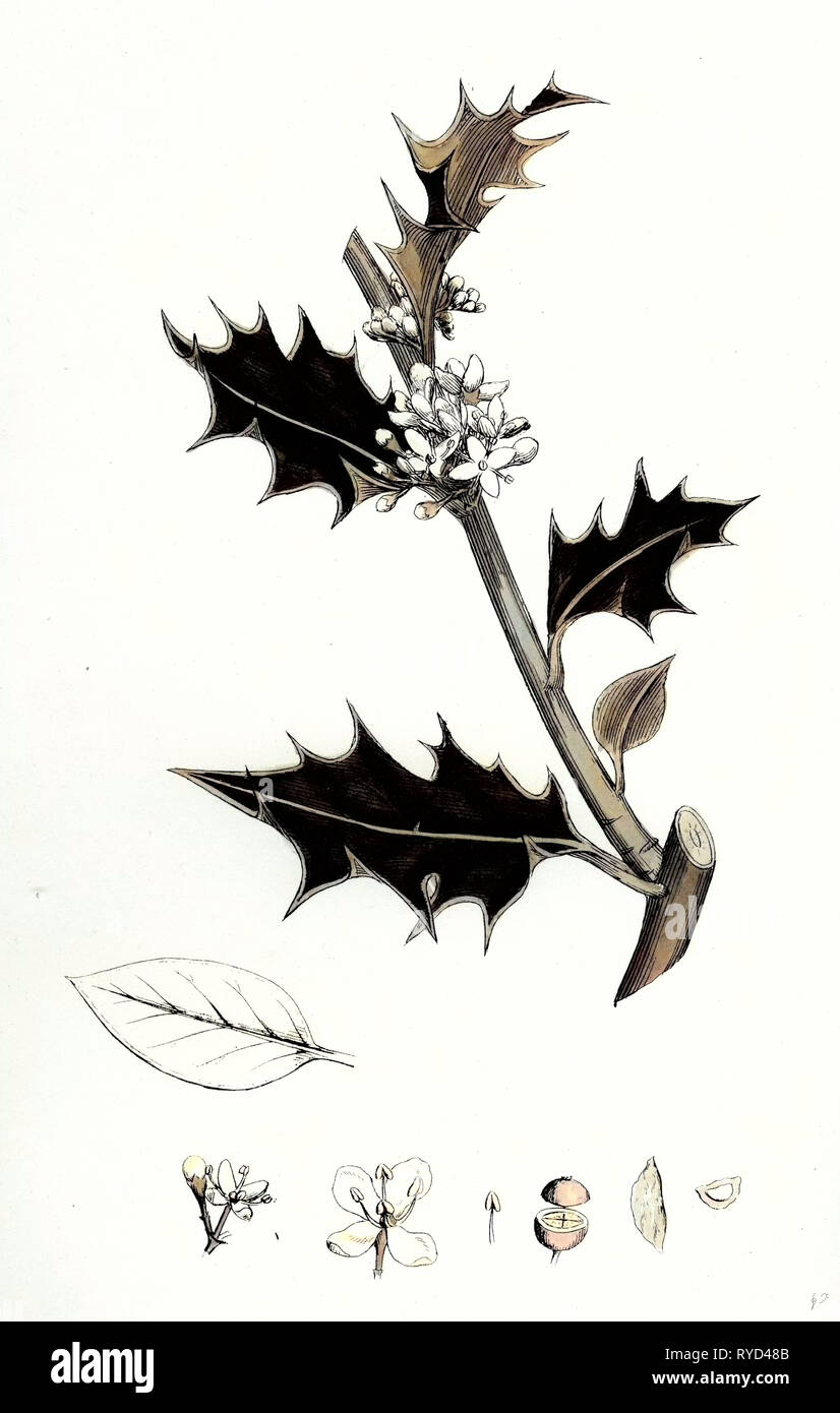 Ilex Aquifolium Common Holly Stock Photo Alamy