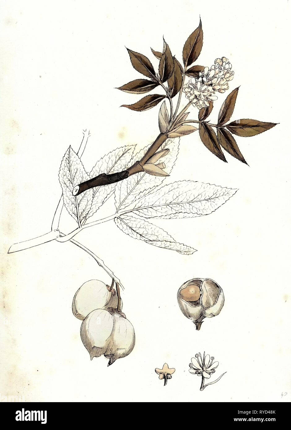 Staphylea Pinnata Common Bladder-Nut Stock Photo